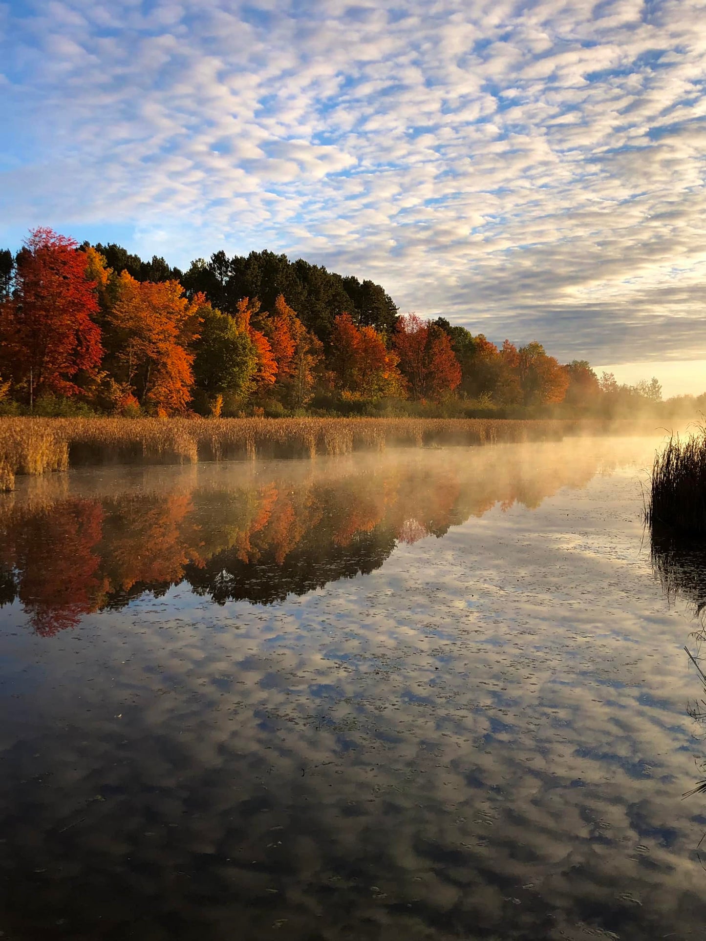 Morning Light
