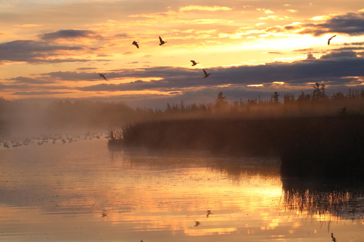 Flight of the Cobra Chickens