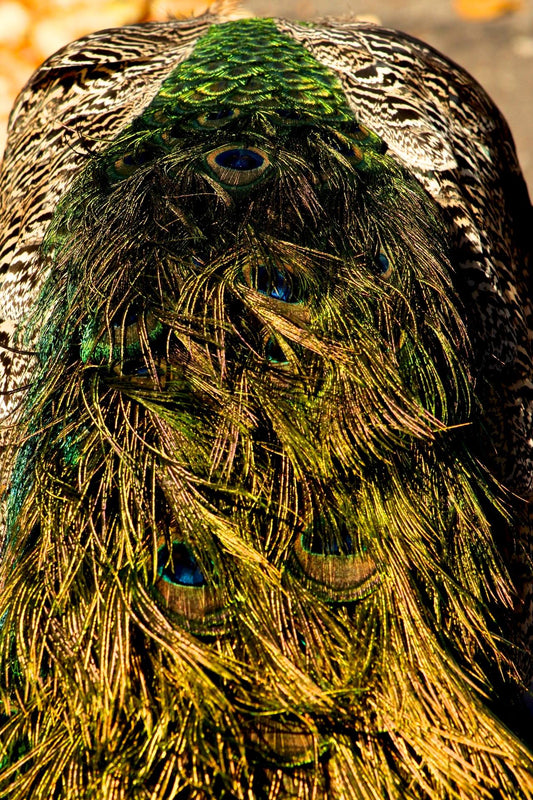 Peacock Feathers