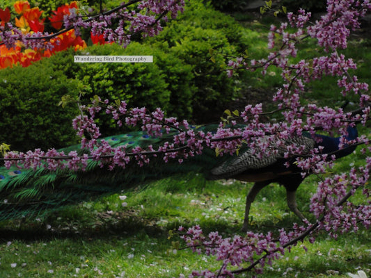 Peacock of St. John's