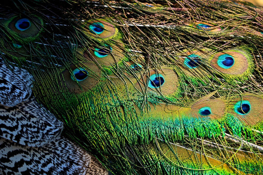 Peacock Feathers II